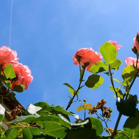 Studio Les Hortensias Авіньйон Екстер'єр фото